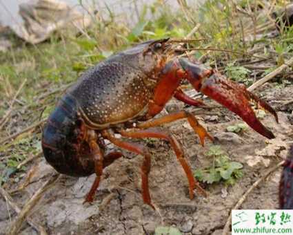 淡水如何養殖小龍蝦越冬的經驗