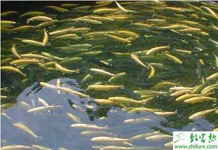 池塘養殖成年虹鱒魚的池塘條件要求