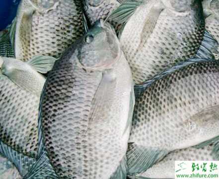 富養(yǎng)羅非魚的經(jīng)驗(yàn)