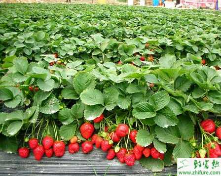 教你如何大棚種草莓
