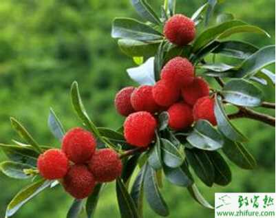 種楊梅的一些小竅門