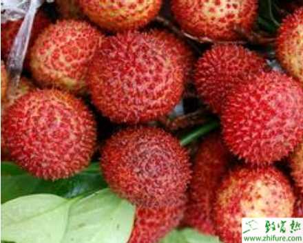 利用牛大力套種荔枝林地效益好