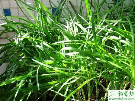 韭菜的陽臺種植經驗