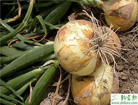 冬天種洋蔥的栽培經(jīng)驗(yàn)