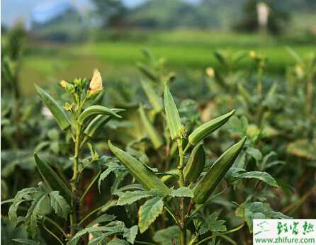 黃秋葵病蟲無害化治理經驗