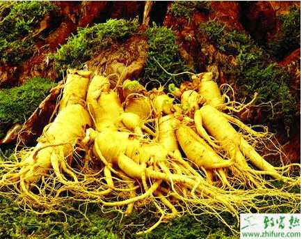 種西洋參的采收加工經驗