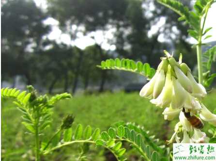 種黃芪的最佳環境