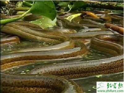 如何茭白田間套養黃鱔的經驗