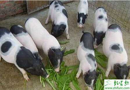 怎么樣養好你的香豬