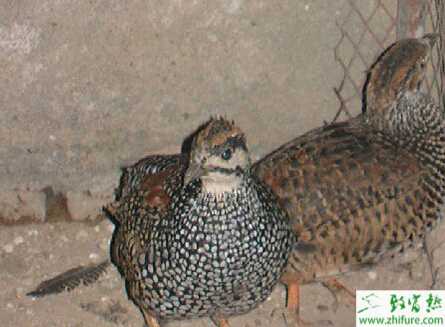 鷓鴣的養殖技術