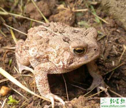 怎樣養殖有機蟾蜍的技巧