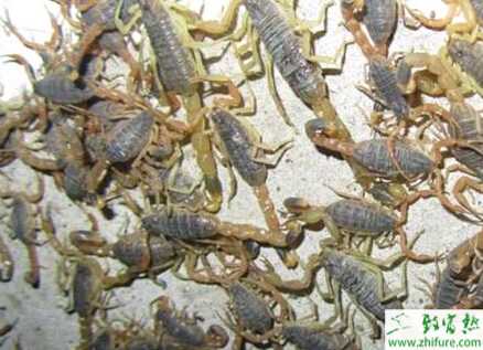 教教你養(yǎng)殖蝎子都要注意什么