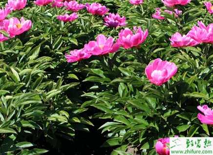 種白芍栽培采收技巧