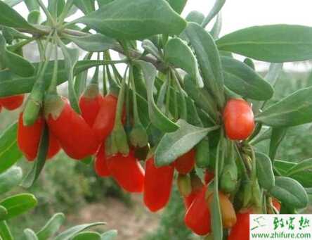 如何種好有機黑枸杞