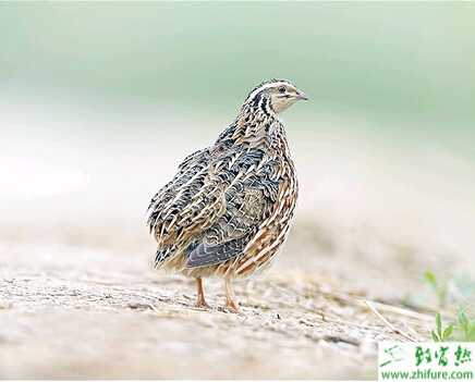 養(yǎng)鵪鶉需要謹防霍亂病