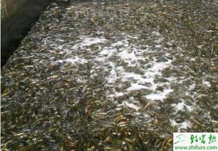 教你人工授精養(yǎng)泥鰍