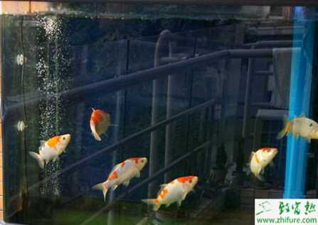 家里養錦鯉如何才得當