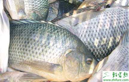 健康養殖羅非魚如何處理日常消毒