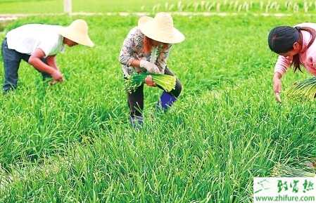 教你種韭菜施什么肥產量高