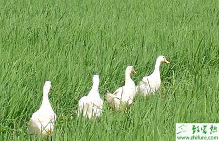 教你掌握稻田養鴨技術要點