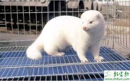 養水貂中喂養需要注意哪些營養