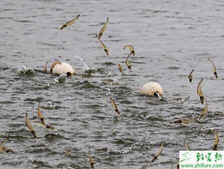 春季養(yǎng)殖蝦放苗的技術(shù)要點(diǎn)