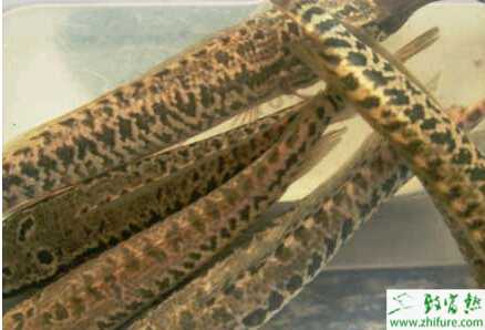 養殖烏鱧技術的三個關鍵