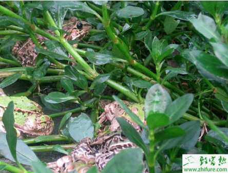 人工養(yǎng)殖青蛙如何安全過冬的經驗