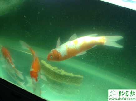 養(yǎng)殖錦鯉的人工繁殖經(jīng)驗