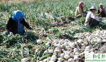 如何地膜花生套洋蔥高效栽培的經驗