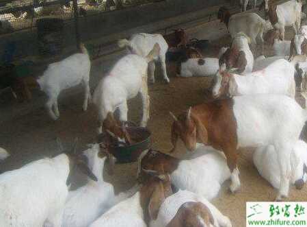 提高舍飼養羊效益的經驗