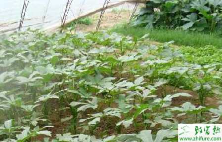 黃秋葵種植的高產栽培技巧