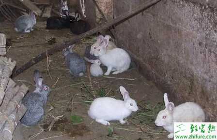 養兔子添喂葡萄糖養殖效果更佳