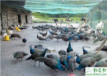 散養孔雀球蟲病防治經驗