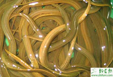 養(yǎng)殖好黃鱔需要注意的關(guān)鍵