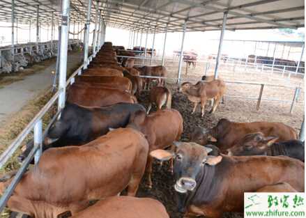 90女孩養牛產值五百萬