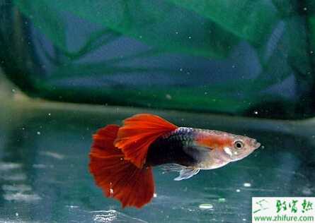 如何養殖孔雀魚的方法