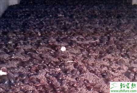 如何四步讓你掌握土元養殖技術