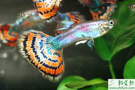 告訴你飼養孔雀魚水溫需注意