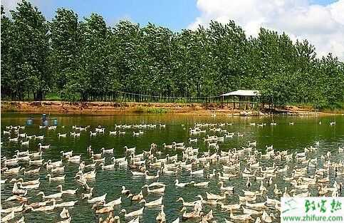 農(nóng)村創(chuàng)業(yè)致富小項(xiàng)目推薦