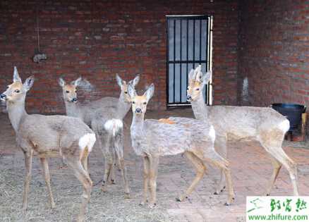 生態(tài)特種養(yǎng)殖狍子致富增收好手段