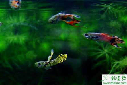 教你如何正確養殖孔雀魚