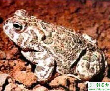 人工養殖蟾蜍越冬技巧