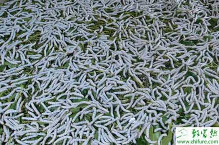 掌握好六大措施能提高蠶繭質(zhì)量