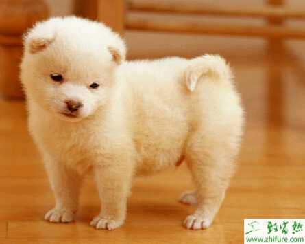 狗生產(chǎn)后的飲食問題