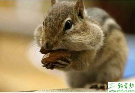 養(yǎng)殖松鼠致富很意外