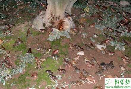 養殖牛蛙雌性誘變技術