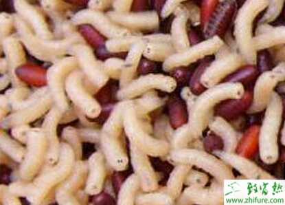 介紹蠅蛆生態習性和養殖設施的建造技術