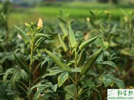 如何種好有機黃秋葵