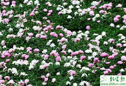 種白芍標準化種技術